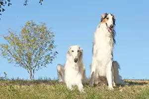 BARZOI