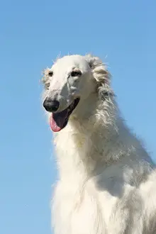 BARZOI