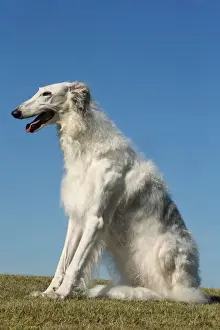 BARZOI