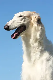 BARZOI