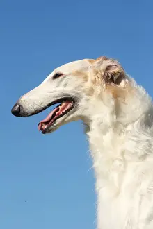 BARZOI