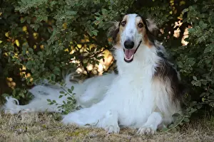 BARZOI
