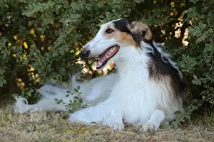 BARZOI