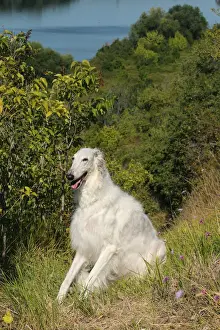 BARZOI