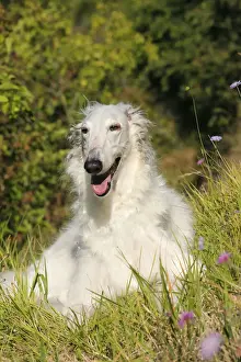 BARZOI