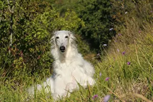 BARZOI
