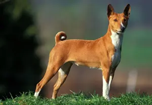 Alert Prints: Basenji Dog