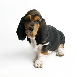 Grumpy Prints: Baset Hound Dog