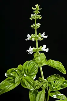 Basil Prints: Basil - in flower