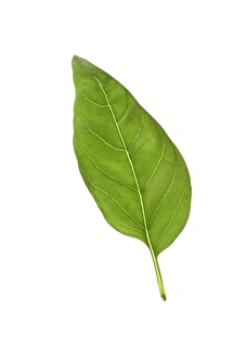 Images Dated 5th May 2006: Basil Leaf