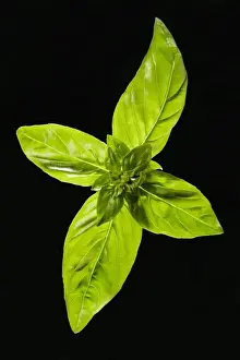 Basil Prints: Basil - leaves