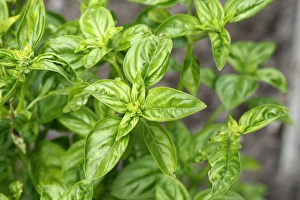 Images Dated 14th August 2007: Basil - leaves