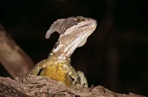 Basilisk Prints: Basilisk Lizard