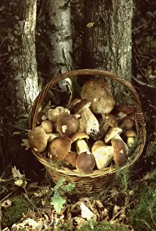 Bolete Prints: Basket of Bolete Fungi France