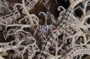 Amed Gallery: Basket Star Shrimp - camouflaged in basket star