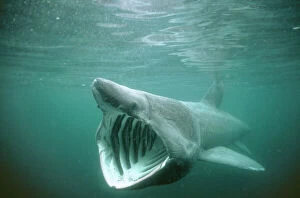 Mouths Collection: Basking Shark DSE 15 Certorhinus maximus - Isle of Man © Douglas David Seifert ARDEA LONDON