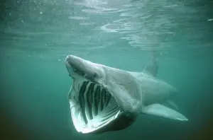 Shark Prints: Basking Shark DSE 15 Certorhinus maximus - Isle of Man © Douglas David Seifert ARDEA LONDON
