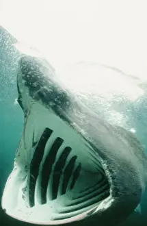 Plankton Prints: Basking Shark DSE 23 Isle of Man Certorhinus maximus © Douglas David Seifert / ARDEA LONDON