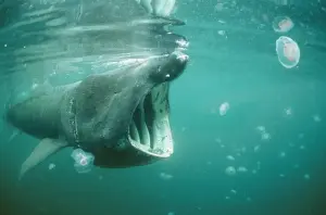 Plankton Prints: Basking Shark DSE 26 Isle of Man Certorhinus maximus © Douglas David Seifert / ARDEA LONDON