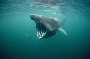 Filter Feeding Prints: Basking Shark Isle of Man