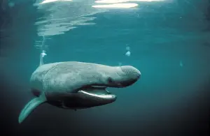 Filter Feeding Prints: Basking Shark Isle of man