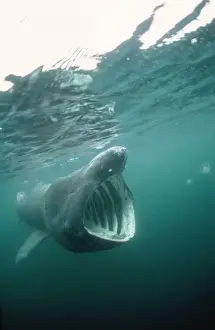 Basking Shark - Isle of Man