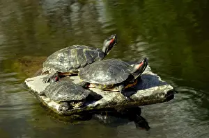 Gran Canaria Prints: Basking turtles - Botanical Gardens