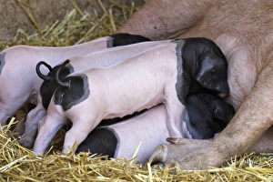 Images Dated 8th July 2006: Basque Pig- f7 day old piglets suckling. France