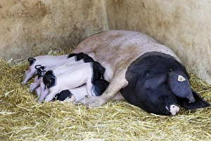 Images Dated 8th July 2006: Basque Pig- female with 7 day old piglets. France