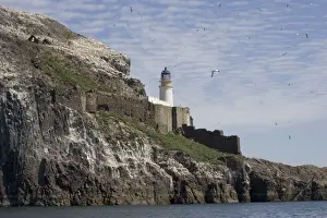 Bass Rock - 10 kms off coast Bass Rock is 450ft high and home to more than 70, 000 gannets as well as puffins and other seabirds. Near lighthouse, North Berwick, off East Lothian coast, Scotland