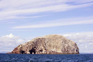 Gannets Gallery: Bass Rock with Northern Gannets - in flight around the rock