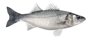 Bass Prints: Bass / Sea-dace - in studio