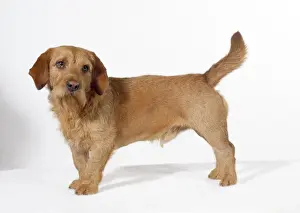 Basset Fauve De Bretagne Dog