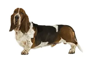 Basset Hound