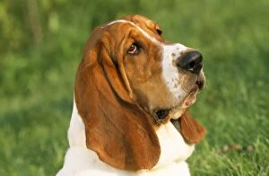 Images Dated 5th August 2008: Basset Hound Dog