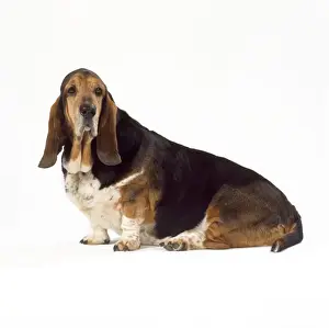 Basset Hound Dog