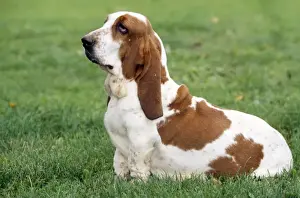 Basset Hound Dog