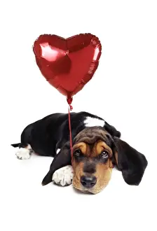 Basset Hound Dog - with heart shaped balloon Digital Manipulation