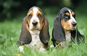 Puppy Prints: Basset Hound Dog - puppies x2