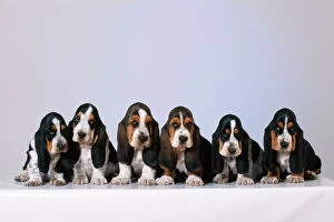 Lines Collection: Basset Hound Dog Puppies x6