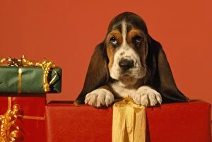 Bassets Gallery: Basset Hound Dog - puppy with presents