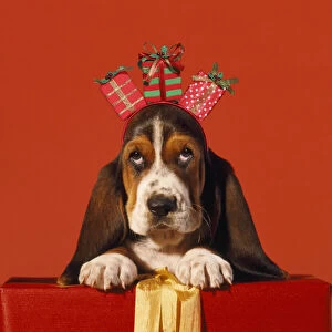 Images Dated 3rd February 2020: Basset Hound Dog, puppy with presents Date: 25-Apr-12