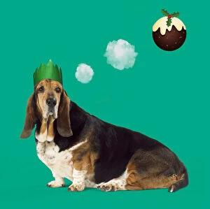 Basset Hound Dog wearing Christmas party hat