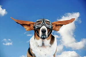 Images Dated 21st March 2008: Basset hound Dog - wearing goggles with ears out. Digital Manipulation: sky background (JD)
