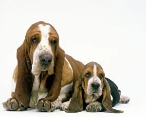 Images Dated 29th November 2007: Basset Hound Dogs - Two lying together