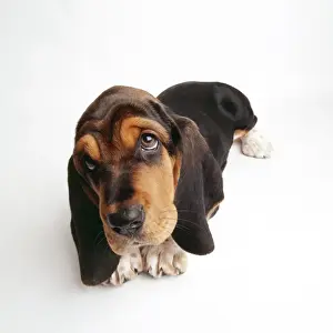 Basset Hound JD 14078 © John Daniels / ARDEA LONDON