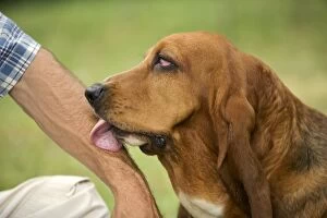 Images Dated 25th June 2005: Basset Hound - licking owner's arm