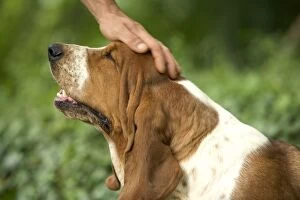 Images Dated 25th June 2005: Basset Hound - being patted on head