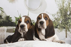 Images Dated 6th February 2020: Basset Hound puppies indoors