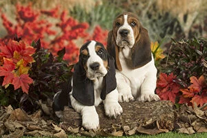 Basset Gallery: Basset Hound puppies outdoors in Autumn
